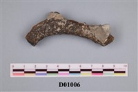 藏品(外覆苔蘚蟲之管狀物)的圖片